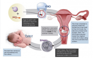 INVOcell – Family Beginnings
