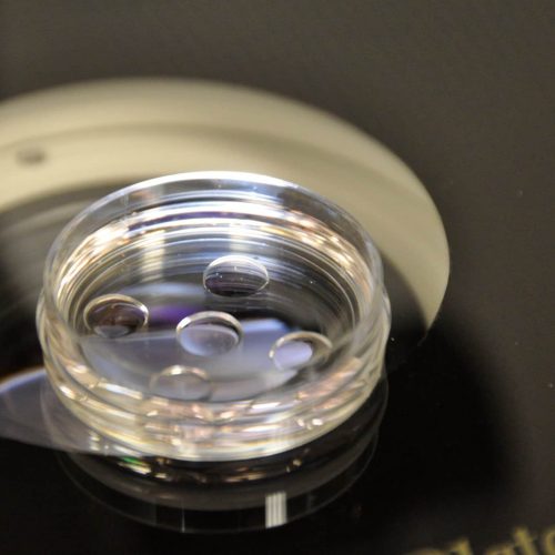 microscope dish